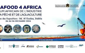 La Fédération Nationale des Industries de Transformation et de Valorisation des Produits de la Pêche (FENIP) organise le forum Seafood 4 Africa 2024, qui se tiendra à Dakhla, Maroc, du 4 au 6 décembre 2024. Dans le cadre des orientations stratégiques de Sa Majesté le Roi Mohammed VI, ce forum vise à promouvoir une coopération halieutique durable et une industrie de la pêche et de l'aquaculture respectueuse de l'économie bleue. Organisé en partenariat avec divers ministères marocains, le forum réunira plus de 70 exposants, 30 panélistes et 3 000 visiteurs de toute l'Afrique et d'autres continents. L'agenda comprendra des conférences scientifiques, des réunions B2B et une exposition sur la chaîne de valeur des produits de la pêche et de l'aquaculture. Le forum offrira un espace privilégié pour le dialogue et les échanges entre les acteurs du secteur halieutique africain. Il a pour objectif principal de renforcer la croissance économique, le progrès social et la valorisation durable des produits de la mer. Parmi les participants confirmés figurent des représentants de pays africains tels que le Bénin, le Cameroun, le Ghana, le Nigéria, le Togo, la Guinée , le Liberia, la Guinée équatorienne, la Côte d'Ivoire, la Mauritanie, la Gambie, le Ghana, et le Sénégal, ainsi que d'institutions régionales et internationales comme la FAO, la COMHAFAT ,la ZLECAF , l'OMPDA, l'UA-BIRA et l'INFOPECHE. Le Seafood 4 Africa 2024 s'inscrit dans le cadre des efforts déployés par le Maroc pour renforcer la coopération Sud-Sud dans le domaine de la pêche et de l'aquaculture. Il vise à soutenir le développement durable du secteur et à promouvoir le commerce intra-africain.