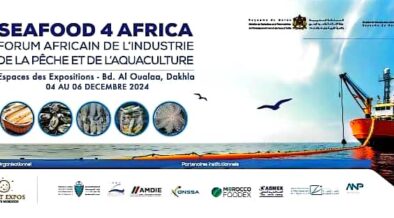 La Fédération Nationale des Industries de Transformation et de Valorisation des Produits de la Pêche (FENIP) organise le forum Seafood 4 Africa 2024, qui se tiendra à Dakhla, Maroc, du 4 au 6 décembre 2024. Dans le cadre des orientations stratégiques de Sa Majesté le Roi Mohammed VI, ce forum vise à promouvoir une coopération halieutique durable et une industrie de la pêche et de l'aquaculture respectueuse de l'économie bleue. Organisé en partenariat avec divers ministères marocains, le forum réunira plus de 70 exposants, 30 panélistes et 3 000 visiteurs de toute l'Afrique et d'autres continents. L'agenda comprendra des conférences scientifiques, des réunions B2B et une exposition sur la chaîne de valeur des produits de la pêche et de l'aquaculture. Le forum offrira un espace privilégié pour le dialogue et les échanges entre les acteurs du secteur halieutique africain. Il a pour objectif principal de renforcer la croissance économique, le progrès social et la valorisation durable des produits de la mer. Parmi les participants confirmés figurent des représentants de pays africains tels que le Bénin, le Cameroun, le Ghana, le Nigéria, le Togo, la Guinée , le Liberia, la Guinée équatorienne, la Côte d'Ivoire, la Mauritanie, la Gambie, le Ghana, et le Sénégal, ainsi que d'institutions régionales et internationales comme la FAO, la COMHAFAT ,la ZLECAF , l'OMPDA, l'UA-BIRA et l'INFOPECHE. Le Seafood 4 Africa 2024 s'inscrit dans le cadre des efforts déployés par le Maroc pour renforcer la coopération Sud-Sud dans le domaine de la pêche et de l'aquaculture. Il vise à soutenir le développement durable du secteur et à promouvoir le commerce intra-africain.